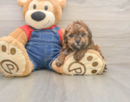 7 week old Poodle Puppy For Sale - Fairfield Furbabies