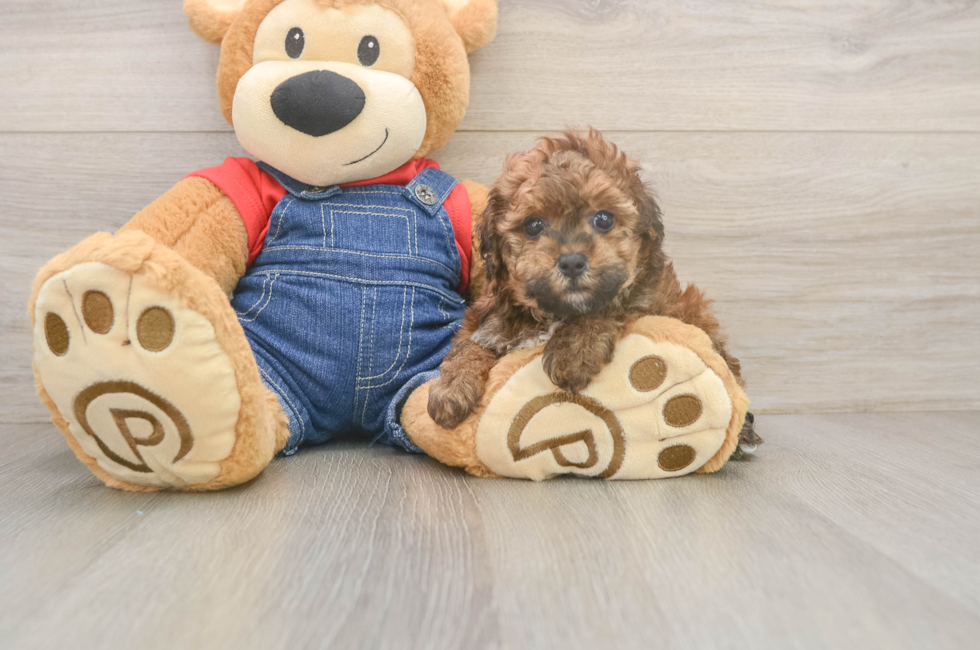 7 week old Poodle Puppy For Sale - Fairfield Furbabies