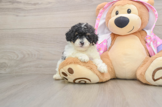 GIDGET, a Poodle littermate