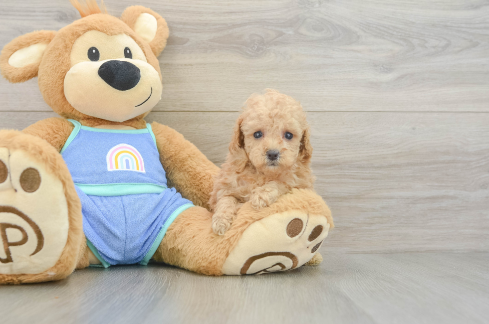 7 week old Poodle Puppy For Sale - Fairfield Furbabies