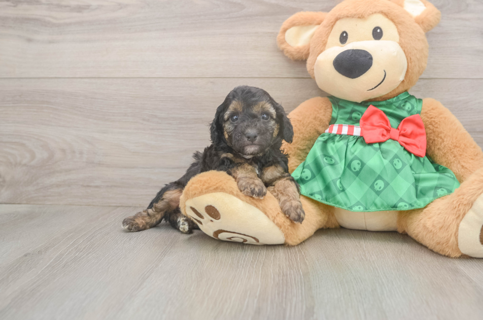 5 week old Poodle Puppy For Sale - Fairfield Furbabies