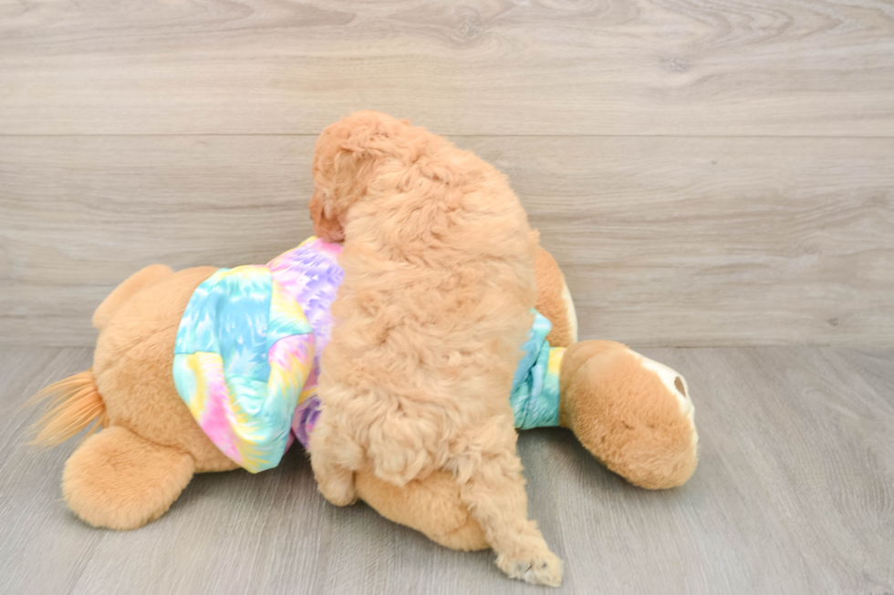 Adorable Pooodle Purebred Puppy