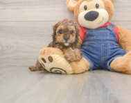 7 week old Poodle Puppy For Sale - Fairfield Furbabies