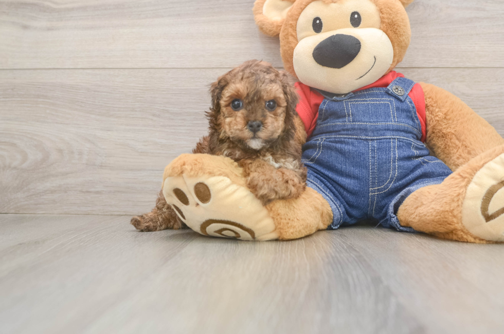 7 week old Poodle Puppy For Sale - Fairfield Furbabies