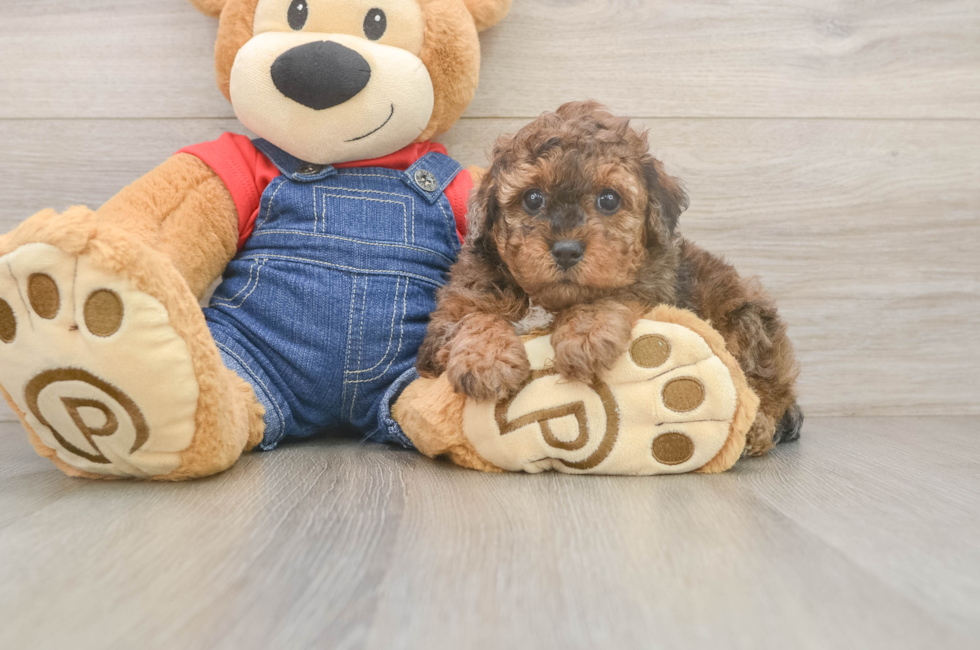 7 week old Poodle Puppy For Sale - Fairfield Furbabies