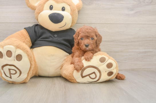 5 week old Poodle Puppy For Sale - Fairfield Furbabies Playful Poodle Baby