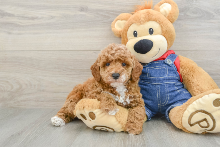 Poodle Puppy for Adoption