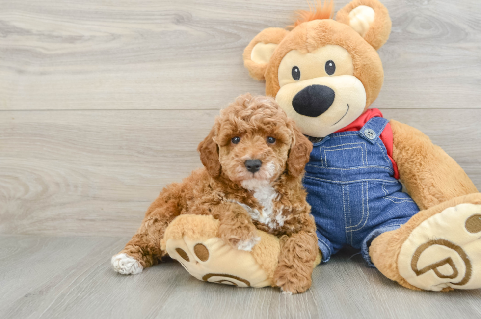 7 week old Poodle Puppy For Sale - Fairfield Furbabies