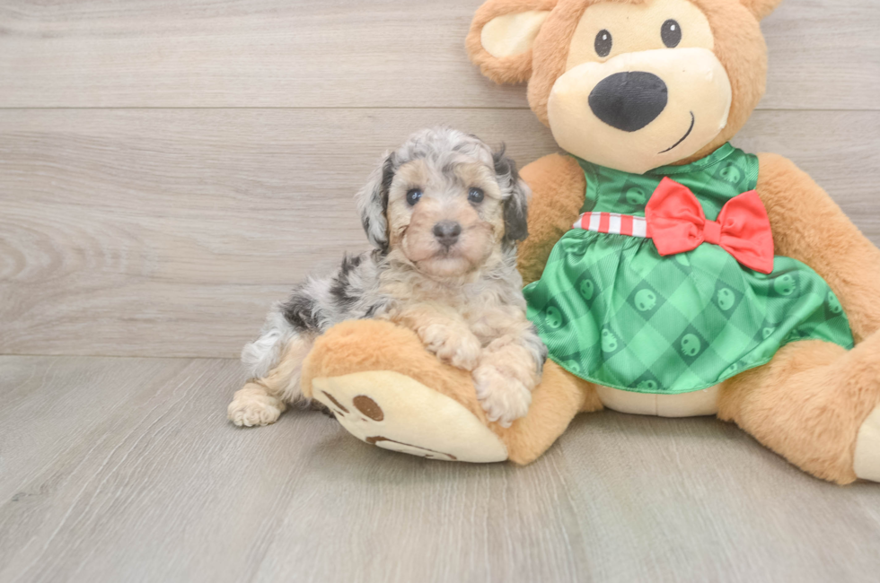 5 week old Poodle Puppy For Sale - Fairfield Furbabies