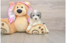 Poodle Pup Being Cute
