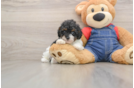 Funny Poodle Purebred Pup