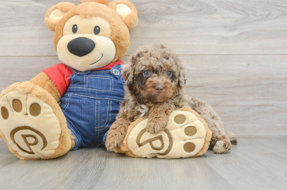 5 week old Poodle Puppy For Sale - Fairfield Furbabies
