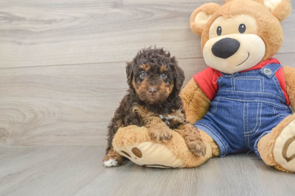 5 week old Poodle Puppy For Sale - Fairfield Furbabies
