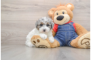 Poodle Puppy for Adoption