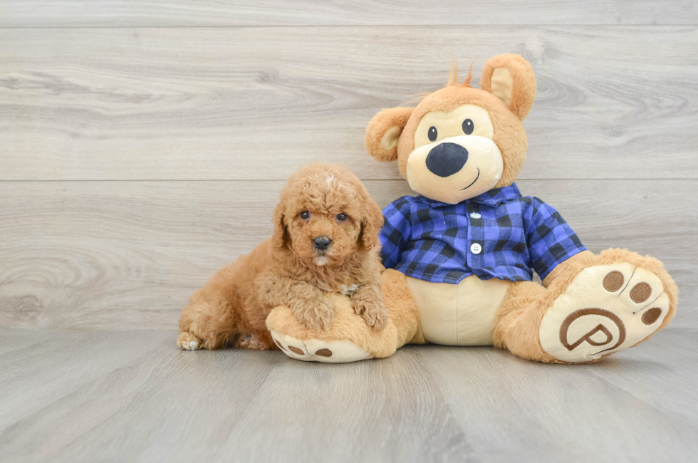 6 week old Poodle Puppy For Sale - Fairfield Furbabies
