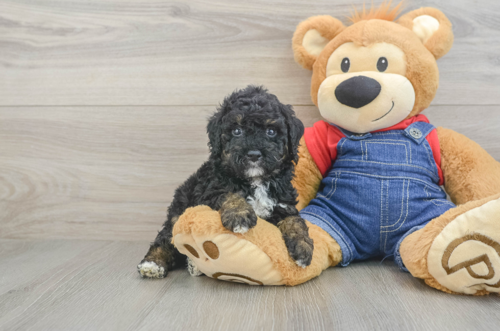 5 week old Poodle Puppy For Sale - Fairfield Furbabies