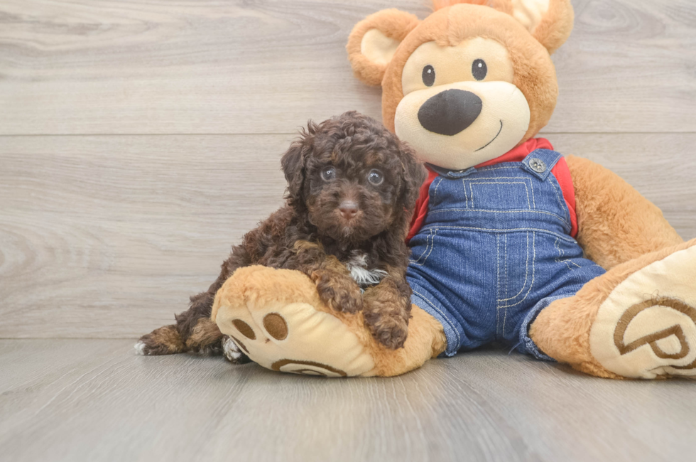 8 week old Poodle Puppy For Sale - Fairfield Furbabies