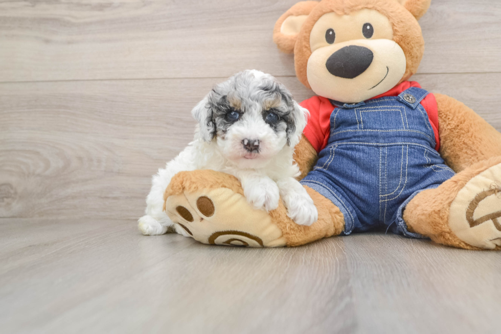 Hypoallergenic Poodle Purebred Pup
