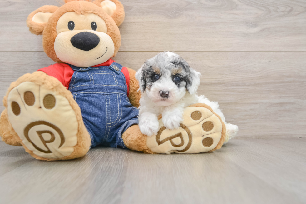 Poodle Pup Being Cute