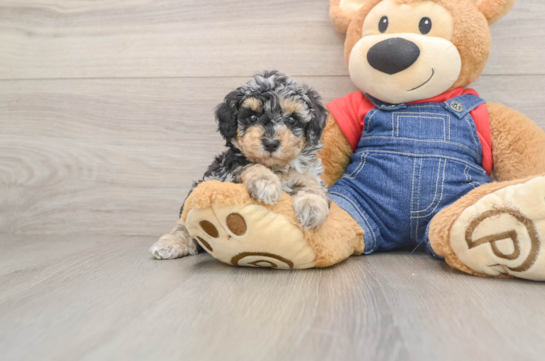 HAZE, a Poodle littermate
