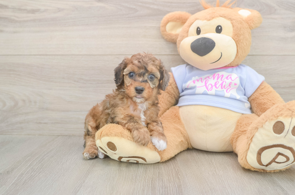 6 week old Poodle Puppy For Sale - Fairfield Furbabies