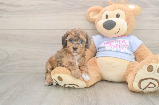 6 week old Poodle Puppy For Sale - Fairfield Furbabies Poodle Puppy for Adoption