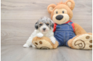 Best Poodle Baby