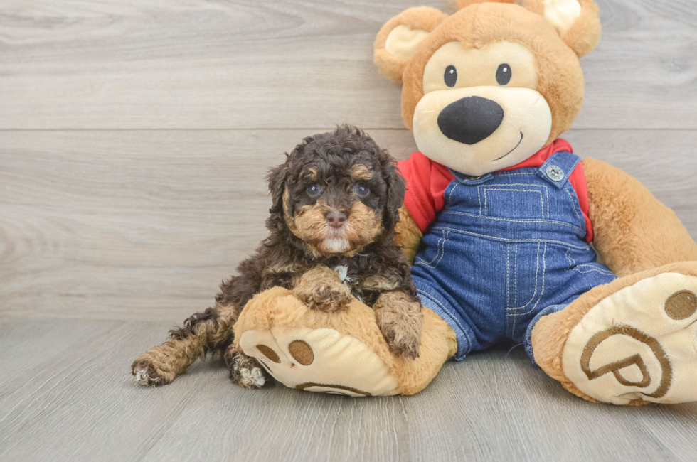 5 week old Poodle Puppy For Sale - Fairfield Furbabies