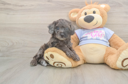 6 week old Poodle Puppy For Sale - Fairfield Furbabies Petite Pooodle Purebred Puppy
