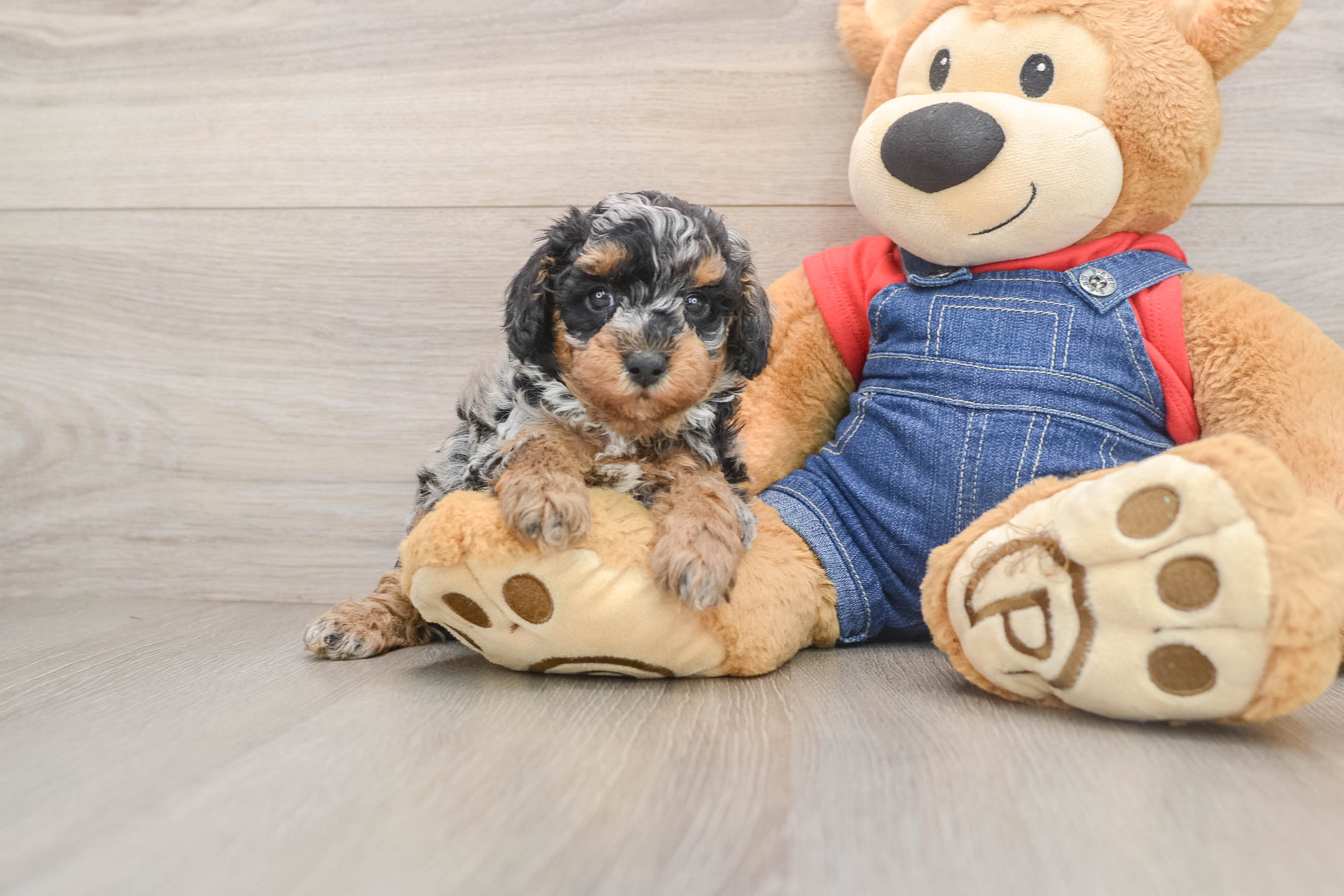 Best Poodle Baby