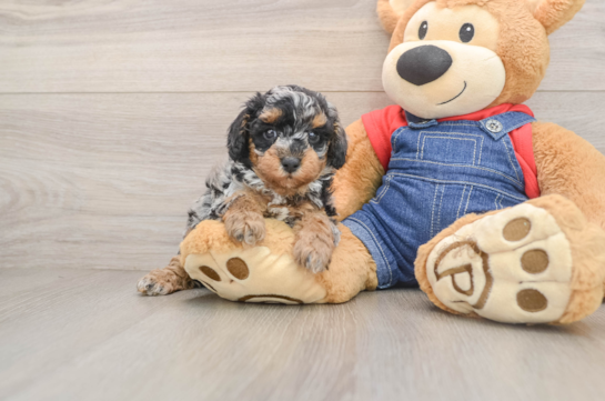HERBIE, a Poodle littermate