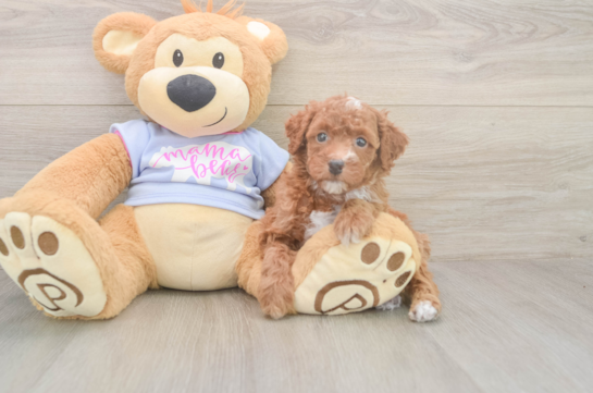 6 week old Poodle Puppy For Sale - Fairfield Furbabies Poodle Puppy for Adoption