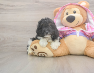 8 week old Poodle Puppy For Sale - Fairfield Furbabies