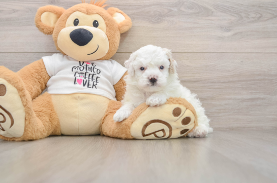 Poodle Puppy for Adoption