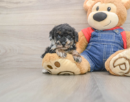 8 week old Poodle Puppy For Sale - Fairfield Furbabies