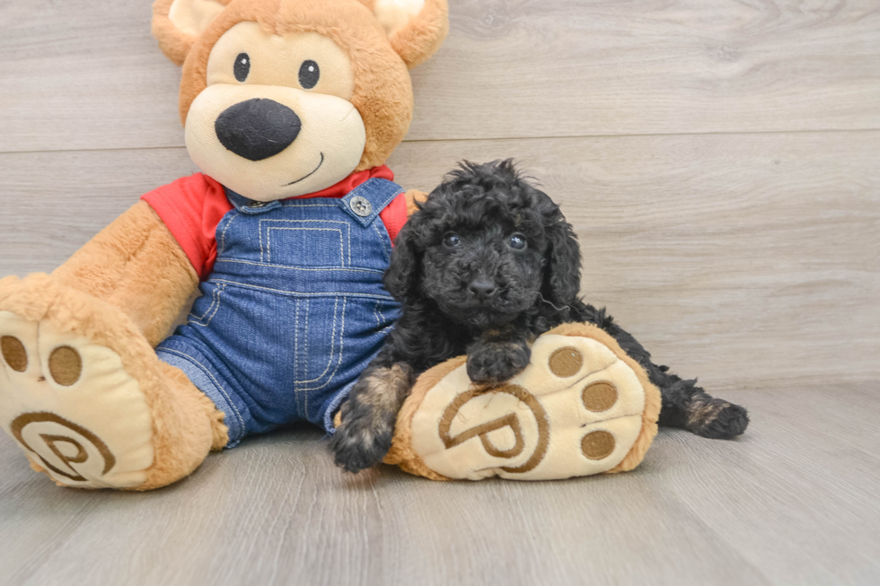 Akc Registered Poodle Purebred Pup