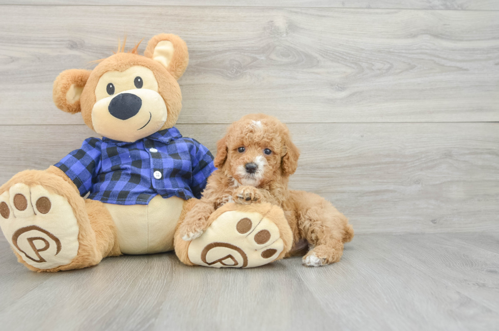 6 week old Poodle Puppy For Sale - Fairfield Furbabies