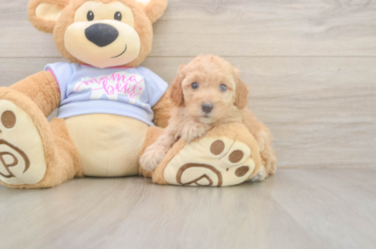 6 week old Poodle Puppy For Sale - Fairfield Furbabies Funny Poodle Purebred Pup