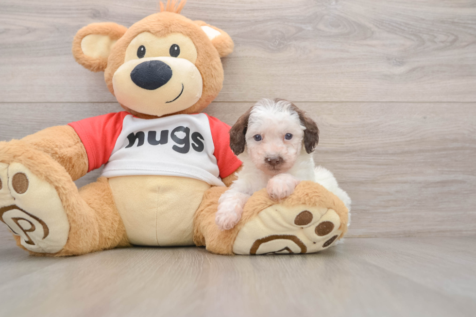 Smart Pudel Purebred Puppy