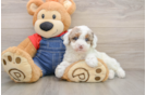 Poodle Puppy for Adoption