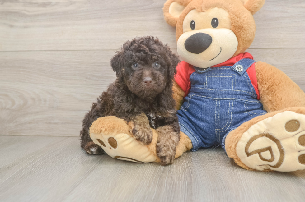 8 week old Poodle Puppy For Sale - Fairfield Furbabies