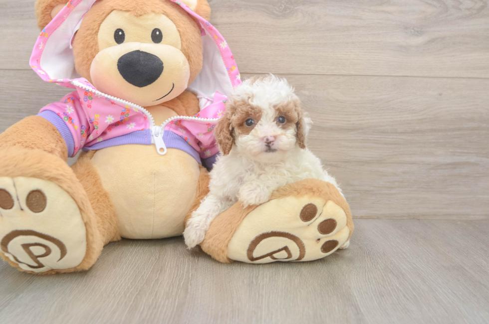 6 week old Poodle Puppy For Sale - Fairfield Furbabies