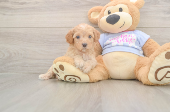 6 week old Poodle Puppy For Sale - Fairfield Furbabies Poodle Pup Being Cute