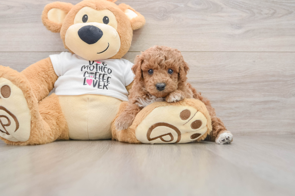 Adorable Toy Poodle Purebred Puppy