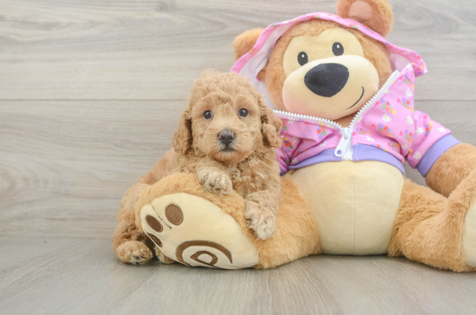 6 week old Poodle Puppy For Sale - Fairfield Furbabies