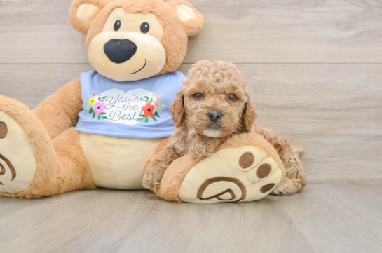 INVICTUS, a Poodle littermate