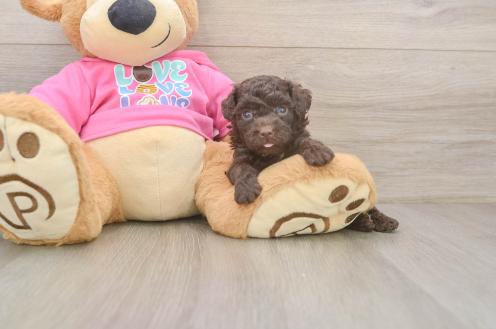 5 week old Poodle Puppy For Sale - Fairfield Furbabies