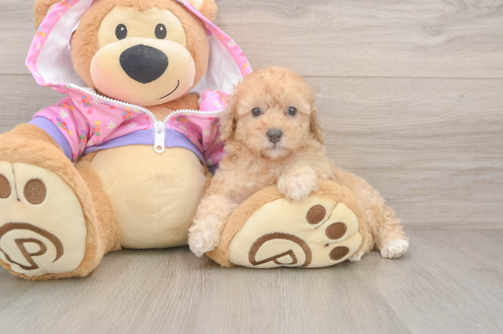 7 week old Poodle Puppy For Sale - Fairfield Furbabies