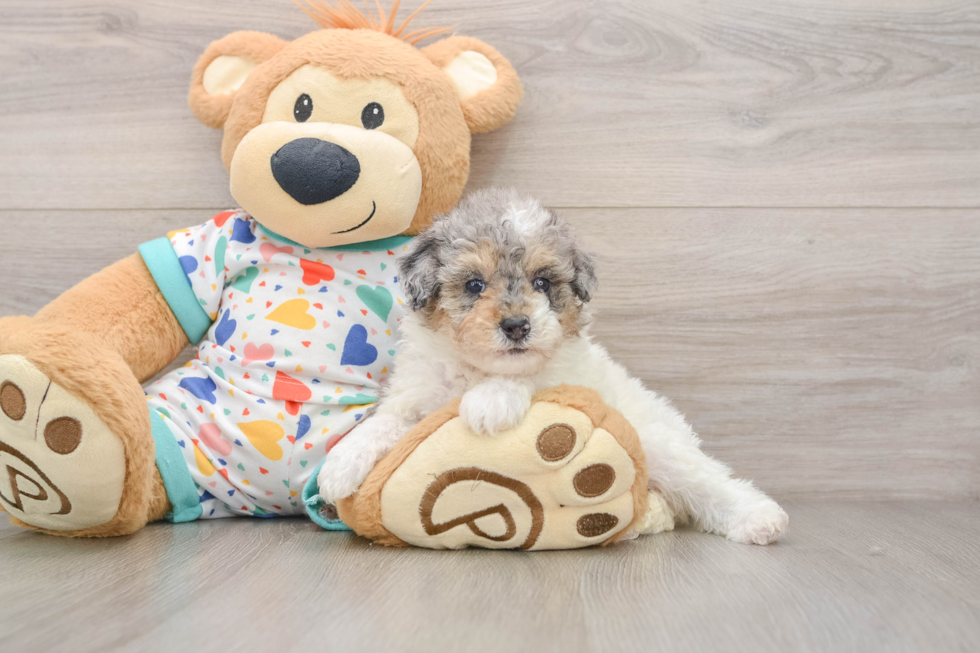 Funny Poodle Purebred Pup