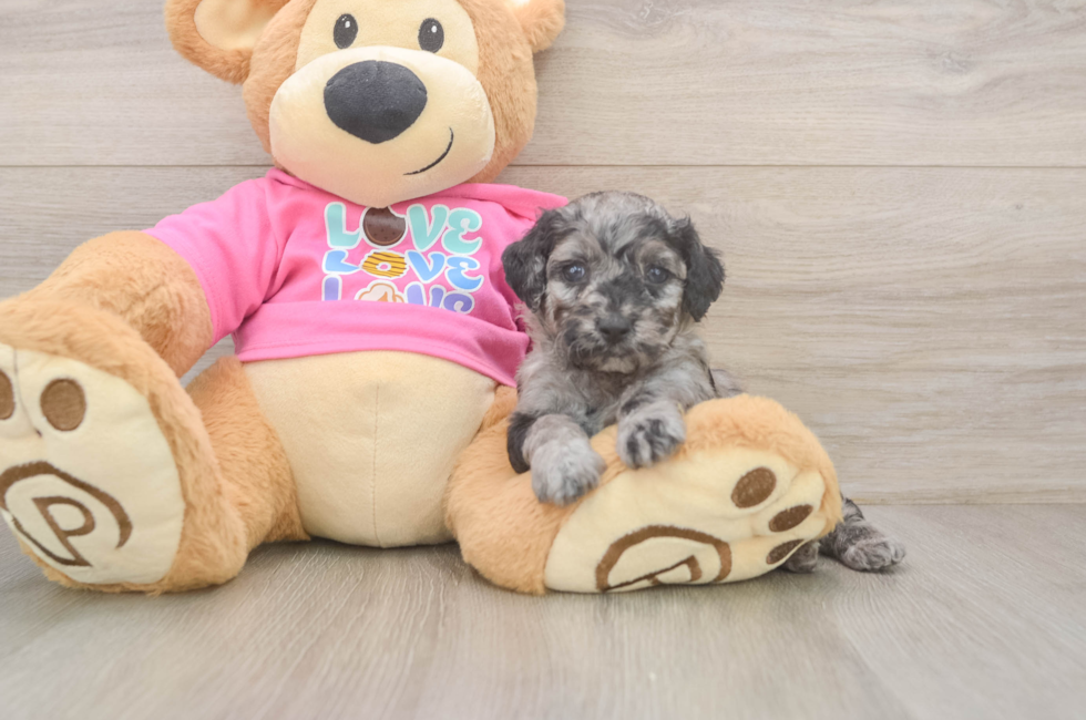 5 week old Poodle Puppy For Sale - Fairfield Furbabies